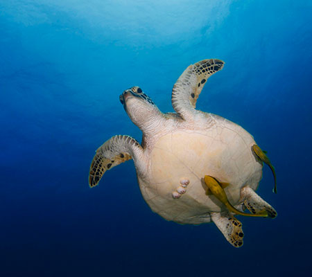 category_diving
