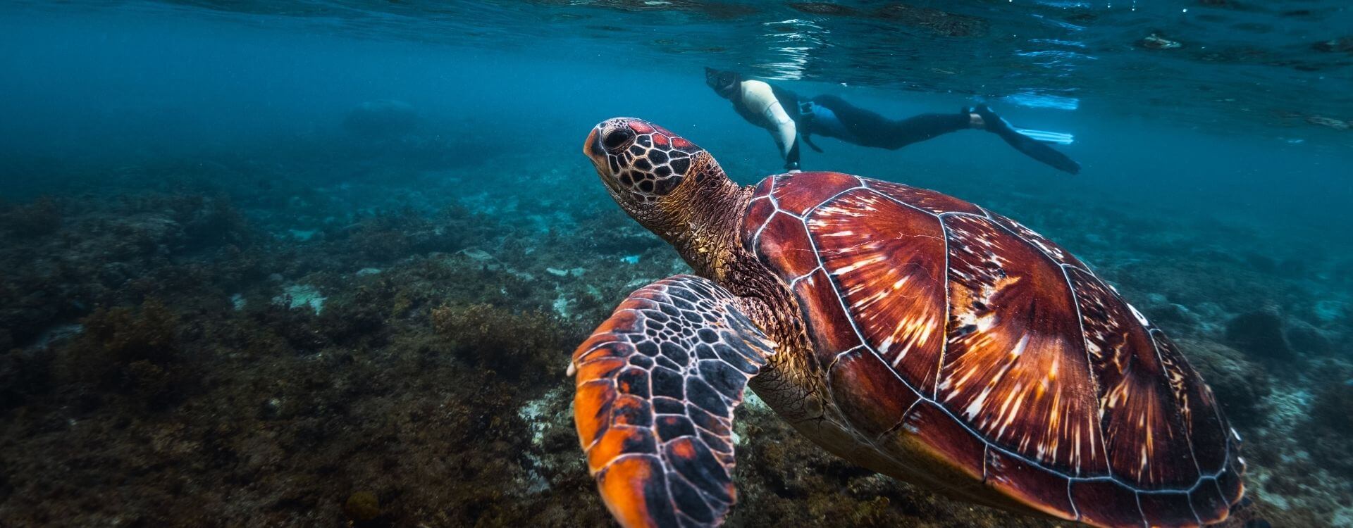turtle snorkel Pura Vida